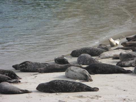 Seals Beach