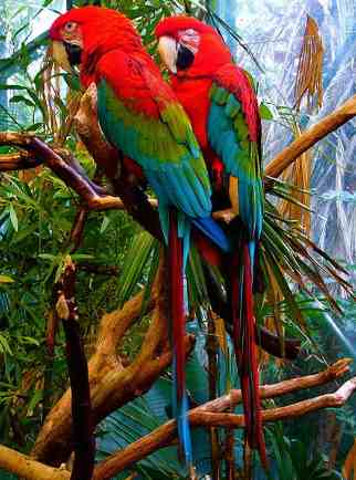Colorful Birds Pictures on There Are Many San Diego Zoo Coupons Available  So You Don T Need To