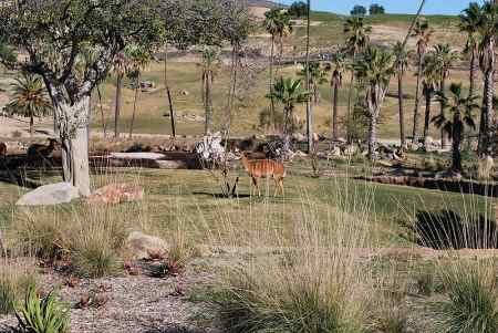 San diego wild animal park admission prices