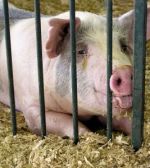 San Diego County Fair Pig SX