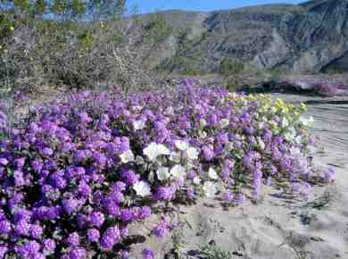 Wildflowers Anza Borrego