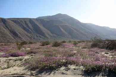 Anza Borrego Spring Wildflowers