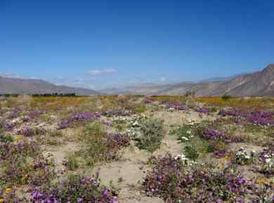 Southern California Wildflowers