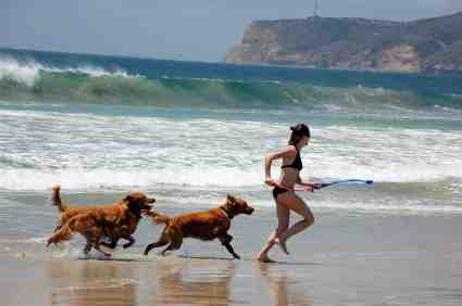 what beaches allow dogs in san diego