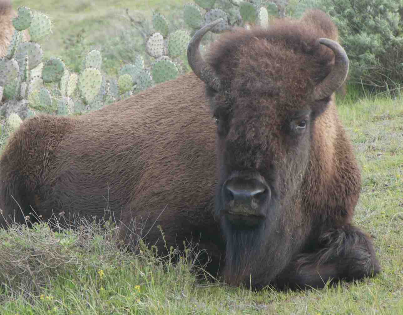 Bison Eco Tour Catalina