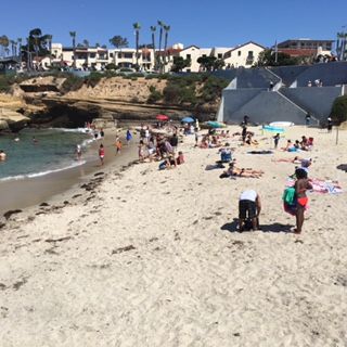 la jolla cove san diego seals