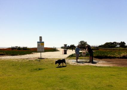 Dog Friendly Beaches San Diego