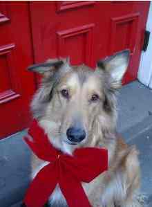 Gaslamp Quarter Holiday Pet Parade