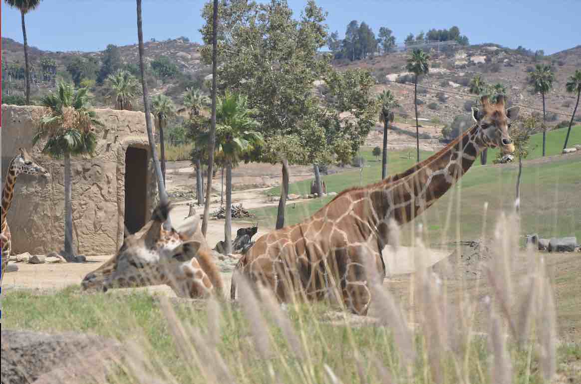San Diego Wildlife Park - San Diego Wild Animal Park