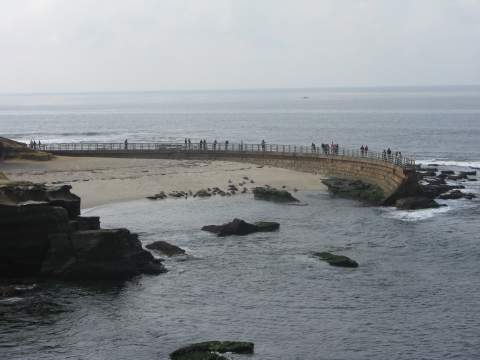 La Jolla Seals