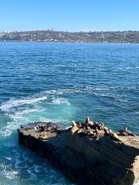 La Jolla Coast Walk