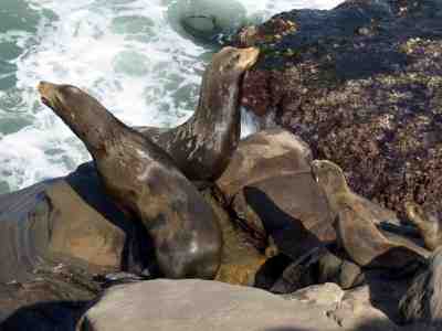 La Jolla Seals