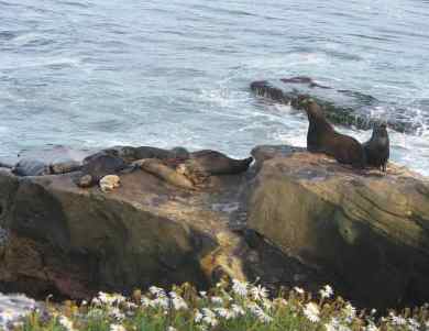 La Jolla Seals