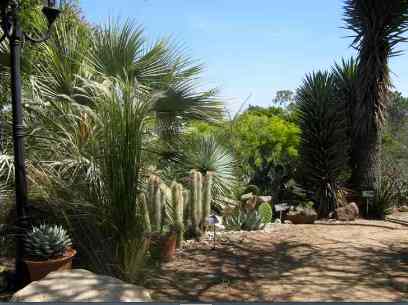 Cactus Garden