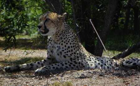 Cheetah Run San Diego Safari Park