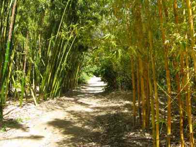 Quail Gardens bamboo