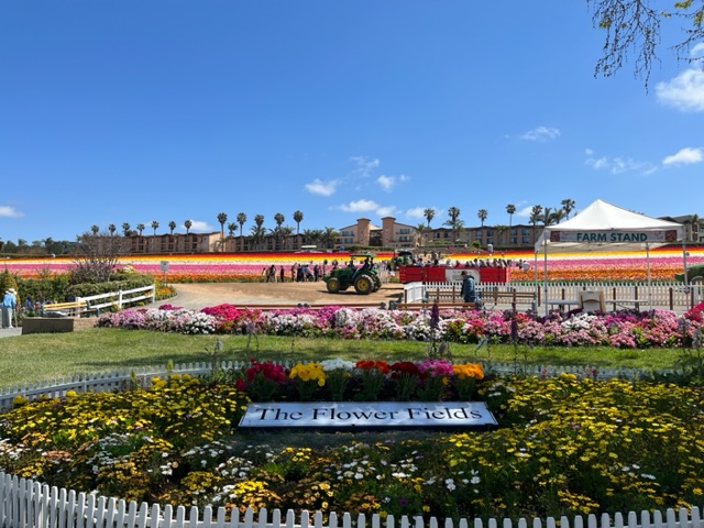 Carlsbad Flower Fields