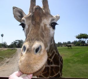 San Diego Wild Animal Park