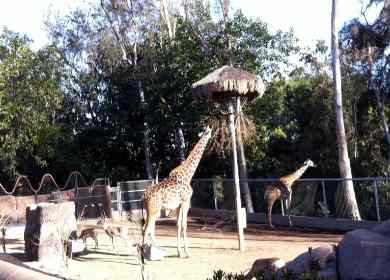 San Diego Zoo Tours