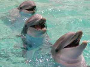 Sea World Dolphins