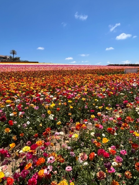 The Flower Fields Carlsbad