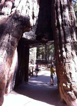 Mariposa Grove Big Trees