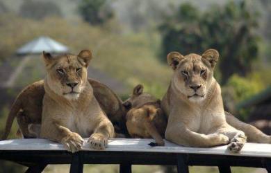 San Diego Zoo Lions