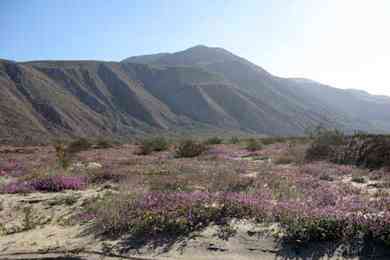 Anza Borrego