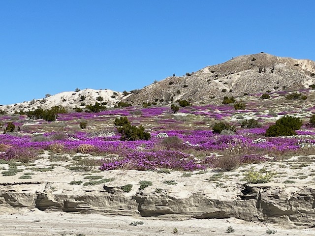 Anza Borrego Wildflowers