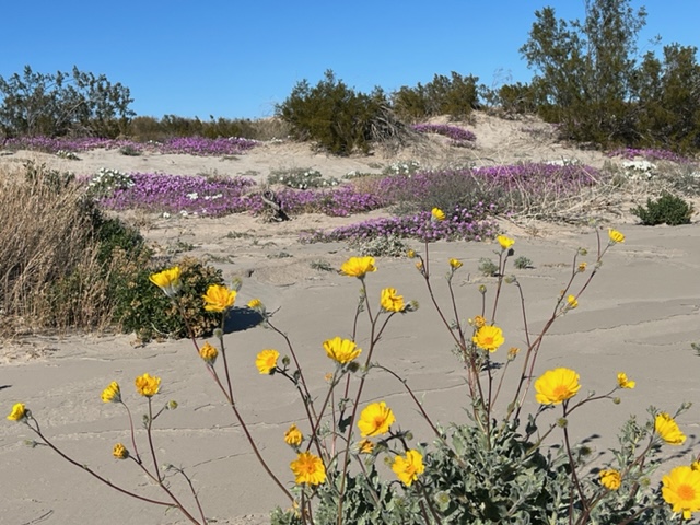 Anza Borrego Wildflowers