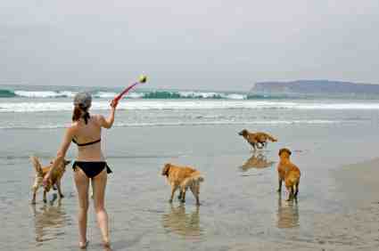 San Diego Dog Beach