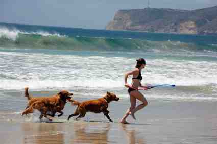 San Diego Beaches for Dogs
