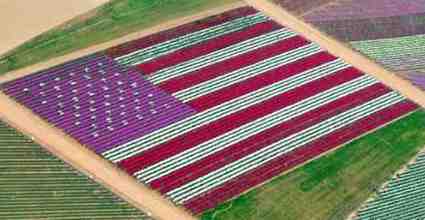 Carlsbad Flower Fields