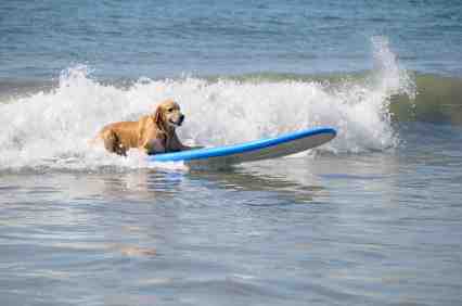 Dog Beaches in San Diego