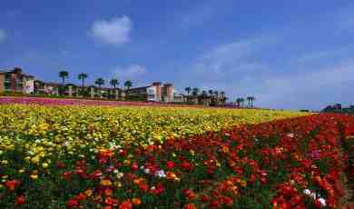 Carlsbad Flower Fields