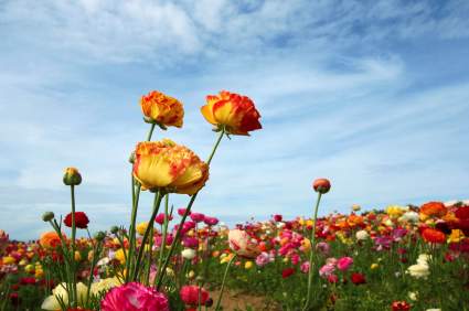 Carlsbad flower fields