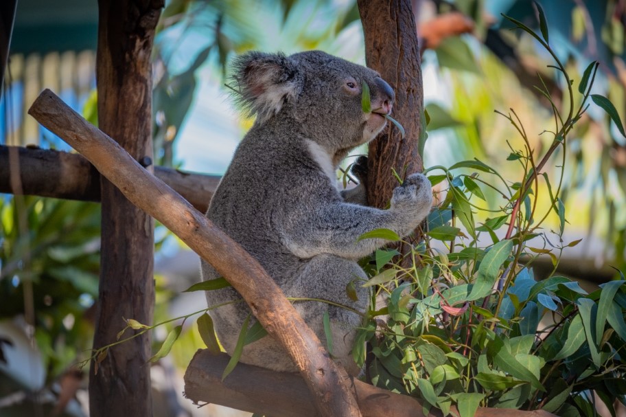 Koala San Diego Zoo