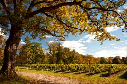 Wineries in Napa