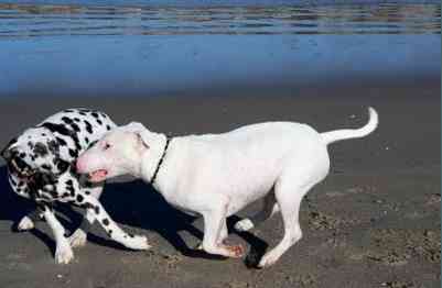 San Diego Dog Beach