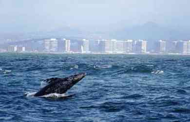 Whale Watching San Diego