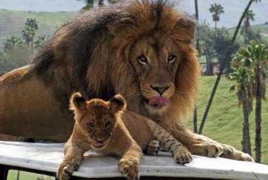 Lions at San Diego Wildlife park