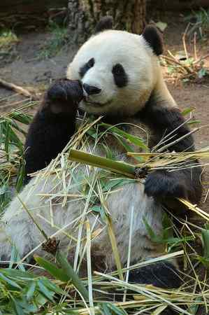 Zoo panda eating coupons