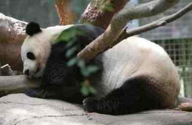 Giant panda  San Diego Zoo Wildlife Explorers