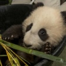 San Diego Zoo Panda Cam